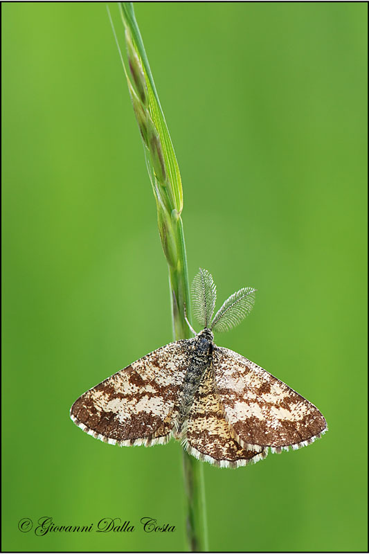 Ematurga atomaria